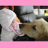 lovedino